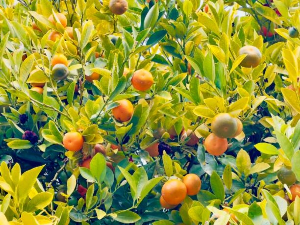 Chăm sóc cây quất sau Tết